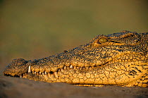 Nile crocodile head profile portrait {Crocodylus niloticus} Chobe NP, Botswana