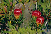 Sugarbush flowers {Protea sp} De Hoop NR, South Africa