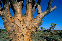 Quiver tree {Aloe dichotoma} Kokerboom Forest, Namibia