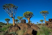 Quiver trees {Aloe dichotoma} Kokerboom Forest, Namibia