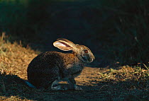 Cape hare {Lepus capensis} Phinda GR, South Africa