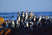 Black footed penguins {Spheniscus demersus} Dyer Is, South Africa