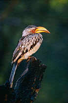 Yellow billed hornbill {Tockus flavirostris}profile portrait, Malamala GR, South Africa