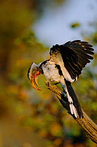 Yellow billed hornbill display {Tockus flavirostris} Moremi WR, Botswana