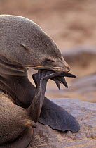 South african cape fur seal scratching {Arctocephalus p pusillus} Cape Cross, Namibia