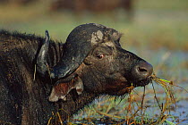 Cape buffalo feeding in river {Synceros caffer caffer} Chobe NP, Botswana