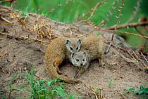 Yellow mongoose pair {Cynictis penicillata} Chobe NP, Botswana
