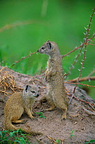 Yellow mongoose pair {Cynictis penicillata} Savute-Chobe NP, Botswana