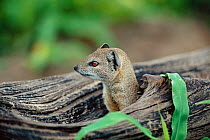 Yellow mongoose {Cynictis penicillata} Chobe NP, Botswana