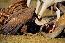Long billed vultures {Gyps indicus} feed on dead Buffalo Rajasthan, India