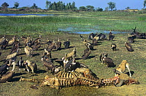 Long billed vultures (Gyps indicus) and a Wild dog feeding on a Buffalo carcass, Rajasthan, India, critically endangered