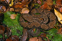Fer de lance snake {Bothrops asper} Esmereldas, Ecuador