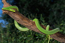Eastern green mamba snake {Dendroaspis angusticeps} captive