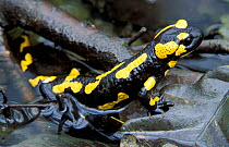 European / Fire salamander {Salamandra salamandra} in breeding colours, Germany