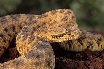 Sidewinder rattlesnake {Crotalus cerastes} Sonora desert, Mexico
