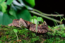 Malaysian pit viper {Calloselasma rhodostoma} captiv