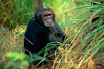 Male Chimpanzee 'Beethoven' 32-years-old, {Pan troglodytes schweinfurtheii} Gombe NP, Tanzania. 2002