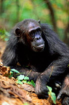 Female Chimpanzee 'Gremlin' 31-years-old, {Pan troglodytes schweinfurtheii} Gombe NP, Tanzania. 2002
