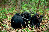 Chimpanzees mutual grooming {Pan troglodytes schweinfurtheii} Gombe NP, Tanzania. 2002