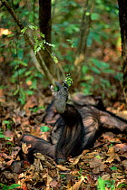 Chimpanzee grasping vegetation with foot, 'Gremlin' female 31-years-old, {Pan troglodytes schweinfurtheii} Gombe NP, Tanzania. 2002