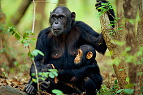 Female Chimpanzee 'Fanni', 20-years-old, with son 'Fundi' 17-months-old, {Pan troglodytes schweinfurtheii} Gombe NP, Tanzania. 2002
