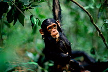 Young male Chimpanzee playing, 'Fundi' 17-months-old, {Pan troglodytes schweinfurtheii} Gombe NP, Tanzania. 2002