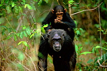 Female Chimpanzee 'Fifi', 43-years-old, with daughter 'Flirt', 3-years-3-months-old, jockey riding {Pan troglodytes schweinfurtheii} Gombe NP, Tanzania. 2002