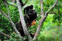 Chimpanzees gather round alpha male 'Frodo' in tree with dead Bushbuck fawn {Pan troglodytes schweinfurtheii} Gombe NP, Tanzania. 2002