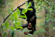 Young Chimpanzee hanging upside down in tree {Pan troglodytes schweinfurtheii} Gombe NP, Tanzania. 2002