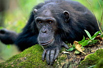 Male Chimpanzee 'Paxo' 24-years-old, {Pan troglodytes schweinfurtheii} Gombe NP, Tanzania. 2002