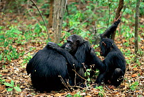 Chimpanzees mutual grooming {Pan troglodytes schweinfurtheii} Gombe NP, Tanzania. 2002