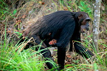 Female Chimpanzee 'Tanga' carrying daughter 'Tita' {Pan troglodytes schweinfurtheii} Gombe NP, Tanzania. 2002