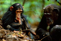 Young male Chimpanzee 'Gold' 3-years-3-months-old, watches mother 'Gremlin' use stick as tool to catch termites {Pan troglodytes schweinfurtheii} Gombe NP, Tanzania. 2002