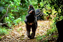 Female Chimpanzee 'Gremlin' 31-years-old, carrying twin daughters Golden and Glitter, 3-years-3-monhts-old, jockey riding {Pan troglodytes schweinfurtheii} Gombe NP, Tanzania. 2002