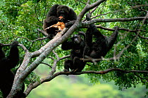 Chimpanzees gather round alpha male 'Frodo' in tree feeding on dead Bushbuck fawn {Pan troglodytes schweinfurtheii} Gombe NP, Tanzania. 2002