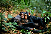 Female Chimpanzee 'Fanni' 20-years-old, resting with sons Fundi, 17-months-old, and Fudge, 5-years-old {Pan troglodytes schweinfurtheii} Gombe NP, Tanzania. 2002