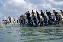 Traditional riders on white horses in the Camargue, France