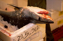 Mako shark {Isurus oxyrinchus} for sale in wholesale fish market Italy