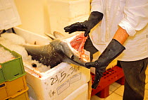 Mako shark {Isurus oxyrinchus} for sale in wholesale fish market, Italy