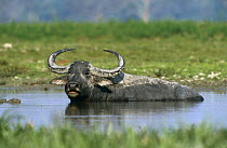 Wild Water buffalo {Bubalus arnee} bathing, Kaziranga NP, Assam, North East India