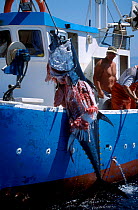 Giant bluefin tuna {Thunnus thynnus} caught on long line and then attacked by Killer whale