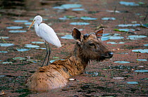 Indian sambar {Cervus unicolor} in lake with Great Egret standing on its back. Ranthambore NP, Rajasthan, India