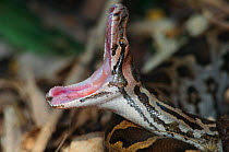 Rock python with mouth wide open {Python sebae}  Keoladeo Ghana NP, Rajasthan, India