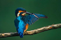 Common kingfisher preening wing feathers {Alcedo atthis}  Brasschaat, Belgium, Europe. Antibacterial preen oil is secreted at the base of the tail and serves to keep the feathers sterile, elastic and...
