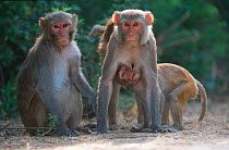 Rhesus macaque family group {Macaca mulatta} Keoladeo Ghana NP, Rajasthan, India