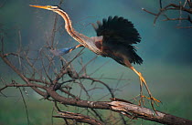 DPurple heron taking off {Ardea purpurea}  Keoladeo Ghana NP, Rajasthan, India