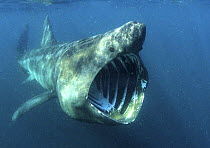 Basking shark {Cetorhinus maximus} mouth wide open English coast, UK, Europe