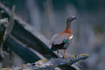 Ashy headed goose {Chloephaga poliocephala} Tierra del Fuego, Chile