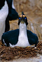 King cormorant on nest showing face markings and blue eyes {Phalacrocorax albiventer} Falkland Is