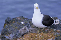 Southern black backed / Kelp gull + two chicks at nest {Larus dominicans} Antarctica